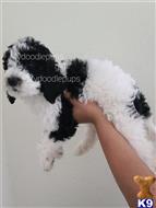 goldendoodles puppy posted by Mydoodlepups555