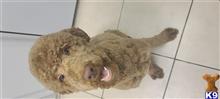 IcebergSlim  available Poodle puppy located in ADELANTO