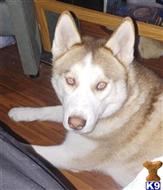 Luco available Siberian Husky puppy located in CHISHOLM