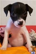 rat terrier puppy posted by Mysthaven