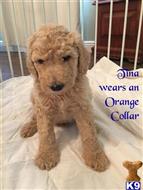 goldendoodles puppy posted by Mzoyes