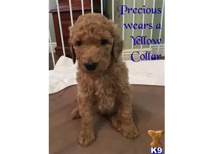 Precious available Goldendoodles puppy located in PORT ST LUCIE