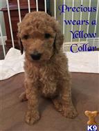goldendoodles puppy posted by Mzoyes