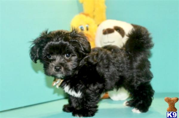 black maltipoo puppies for sale