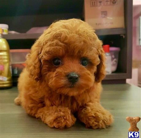 orange maltipoo