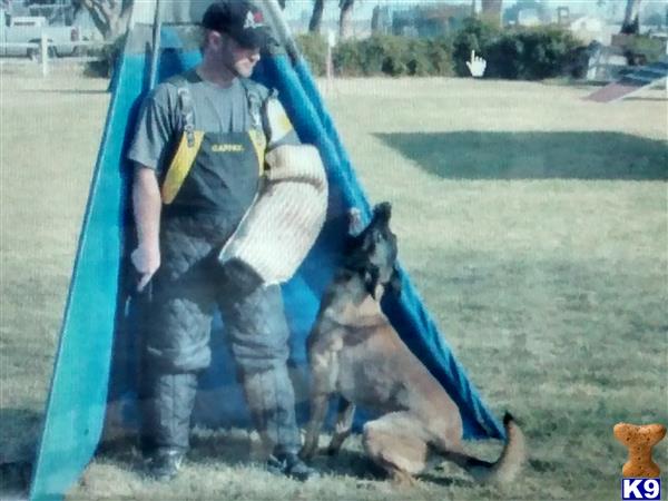 Belgian Malinois puppy for sale