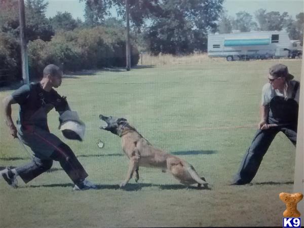 Belgian Malinois puppy for sale