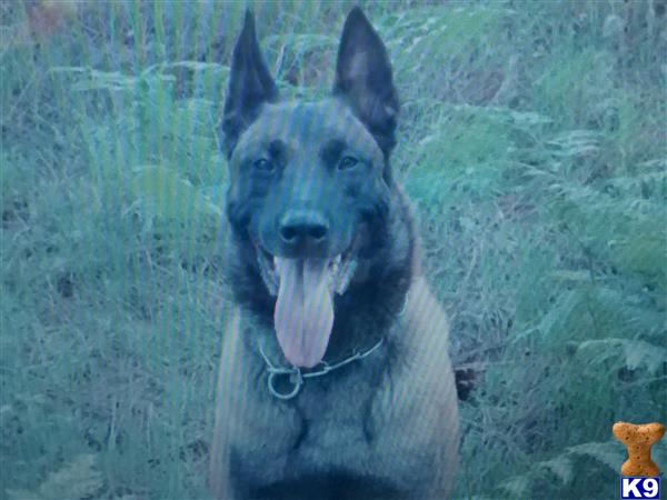 Belgian Malinois puppy for sale