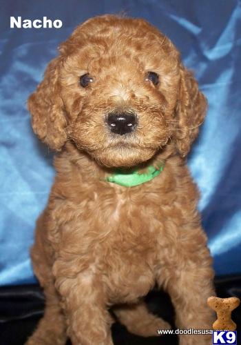 f2 goldendoodle puppies for sale goldendoodles puppy for sale f2 goldendoodle puppies males and females medium 5 f2 goldendoodle puppies for sale goldendoodles puppy for sale f2 goldendoodle puppies males and females medium 5