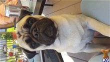 Bentley  available Pug puppy located in GREENWOOD