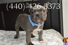 french bulldog puppy posted by Naomi20