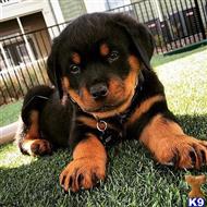 rottweiler puppy posted by Naomi5654