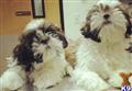 shih tzu puppy posted by Nariman