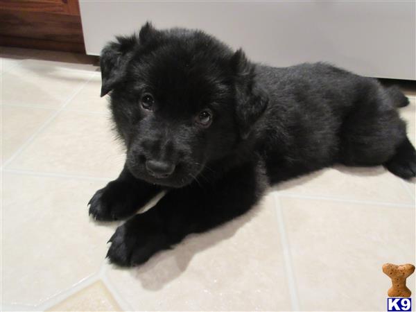 german shepherd puppy posted by Nastatten