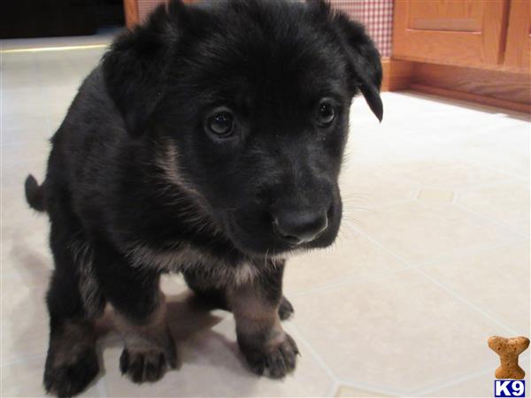 german shepherd puppy posted by Nastatten