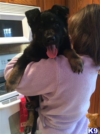 german shepherd puppy posted by Nastatten