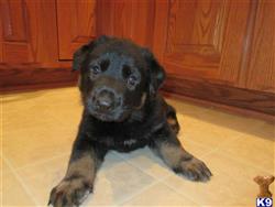 german shepherd puppy posted by Nastatten