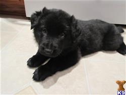 german shepherd puppy posted by Nastatten