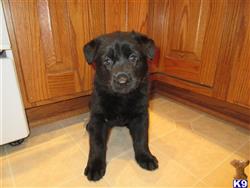 german shepherd puppy posted by Nastatten
