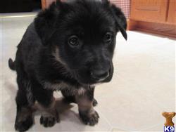 german shepherd puppy posted by Nastatten