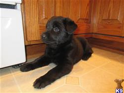 german shepherd puppy posted by Nastatten