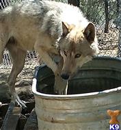 wolf dog puppy posted by NatWaller