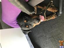 Rottweiler