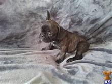 French Bulldog
