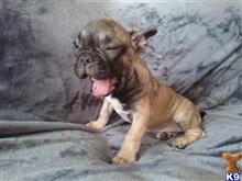 French Bulldog