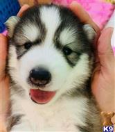 siberian husky puppy posted by Natan7154