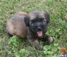 soft coated wheaten terrier puppy posted by Nathanyoder