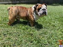 Nelson available Bulldog puppy located in HUMBLE