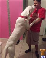 Dogo Argentino