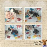 great dane puppy posted by Nicholslaura