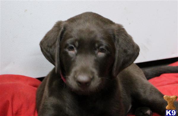 labrador puppies houston white lab puppies houston tx breeds picture labrador puppies houston white lab puppies houston tx breeds picture