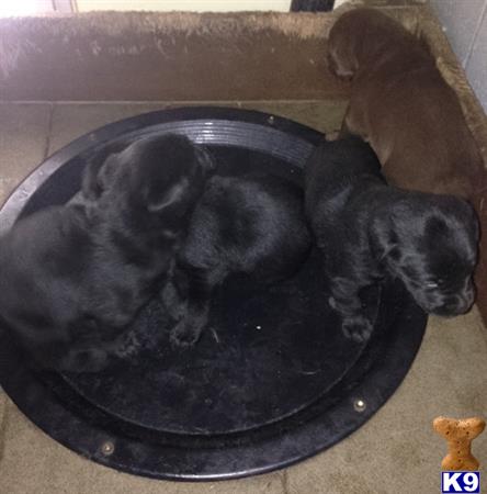labrador retriever puppy posted by NicksK9Acres