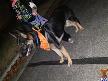 Thor available German Shepherd puppy located in SALINA