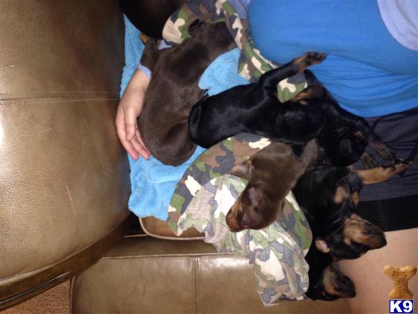 doberman pinscher puppy posted by Niffer11