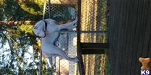 Milo  available Boxer puppy located in OLYMPIA