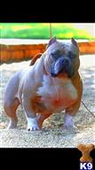 American Bully