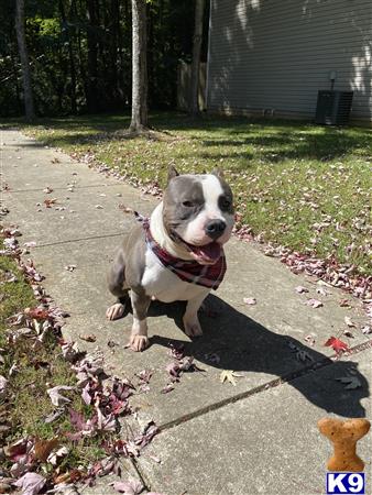 American Bully stud dog