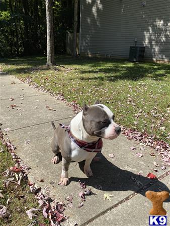 American Bully stud dog