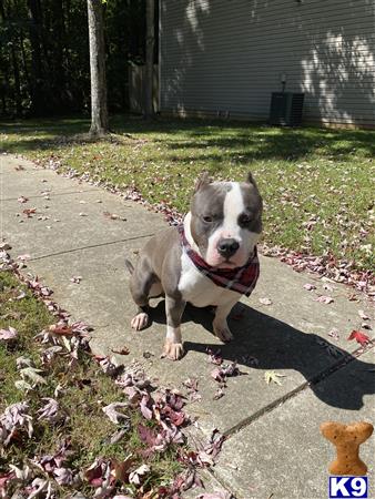 American Bully stud dog