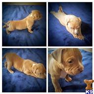 American Pit Bull