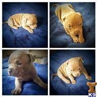 American Pit Bull