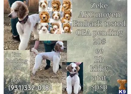 Nine Pines Here for the Parti  available Poodle puppy located in CYPRESS INN