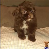 poodle puppy posted by NinePines