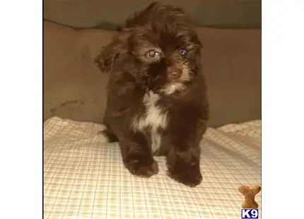 Bubbles available Poodle puppy located in CYPRESS INN