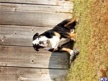 Maximus available Old English Bulldog puppy located in PORTERVILLE