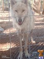 wolf dog puppy posted by Njames